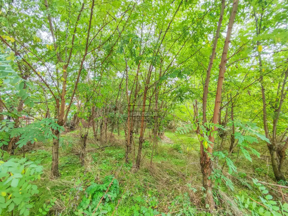 Pest megye - Csömör