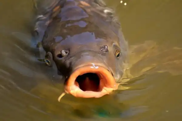 Eladó Építési telek, Békés 254 m² 5 M Ft