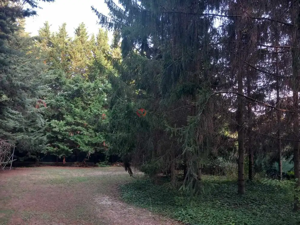 Pest megye - Budakeszi