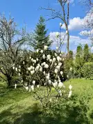 Budapest, XII. kerület - Virányos