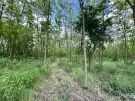 Pest megye - Dabas