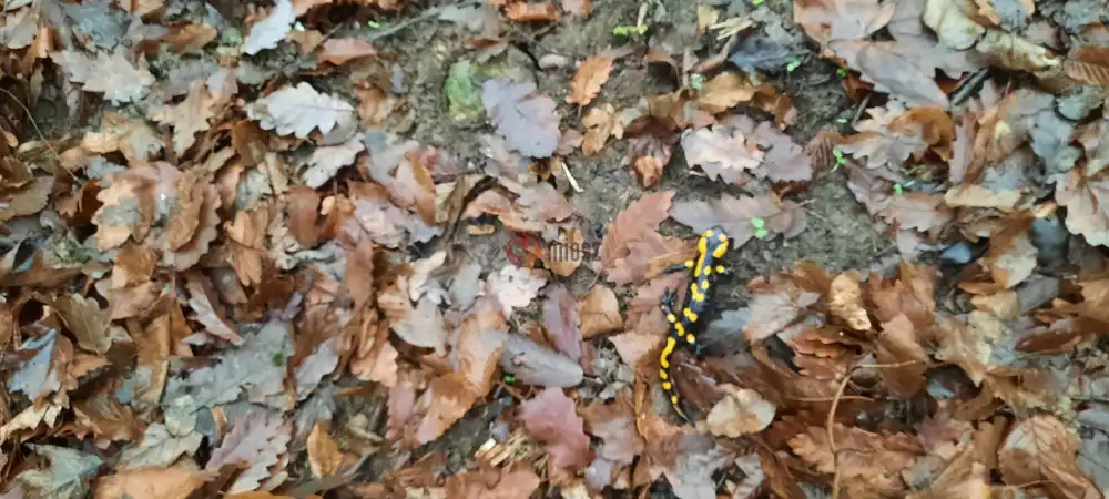 Pest megye - Kismaros