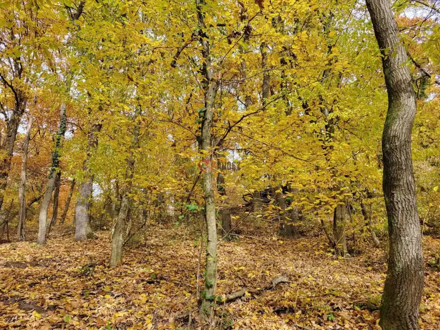 eladó  Építési telek, Kismaros
