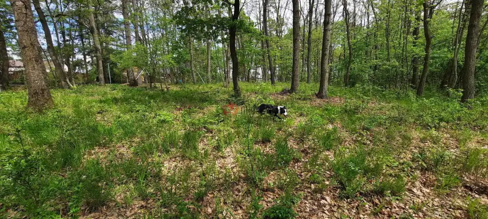 Pest megye - Kismaros