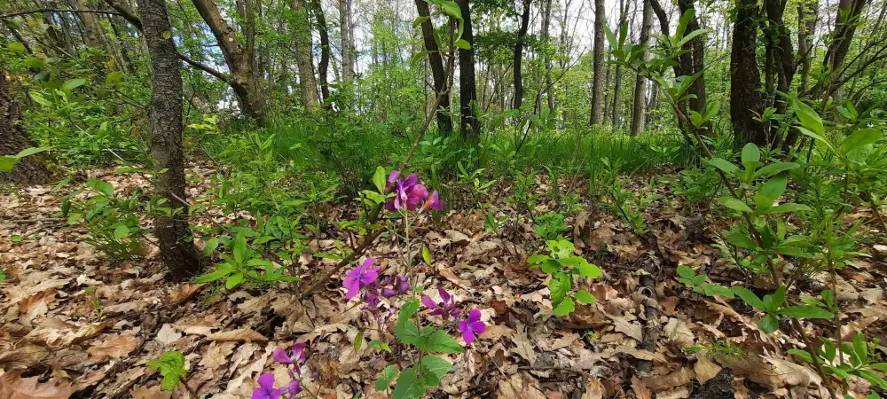 Pest megye - Kismaros