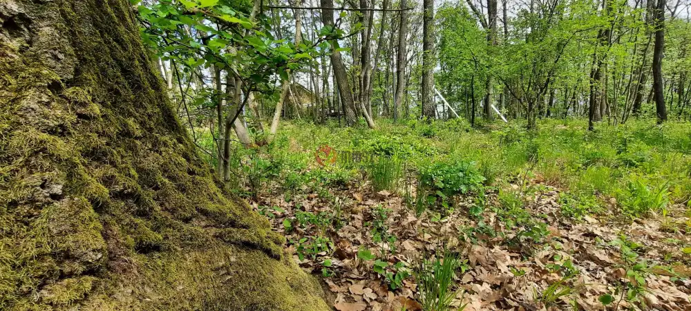 Pest megye - Kismaros