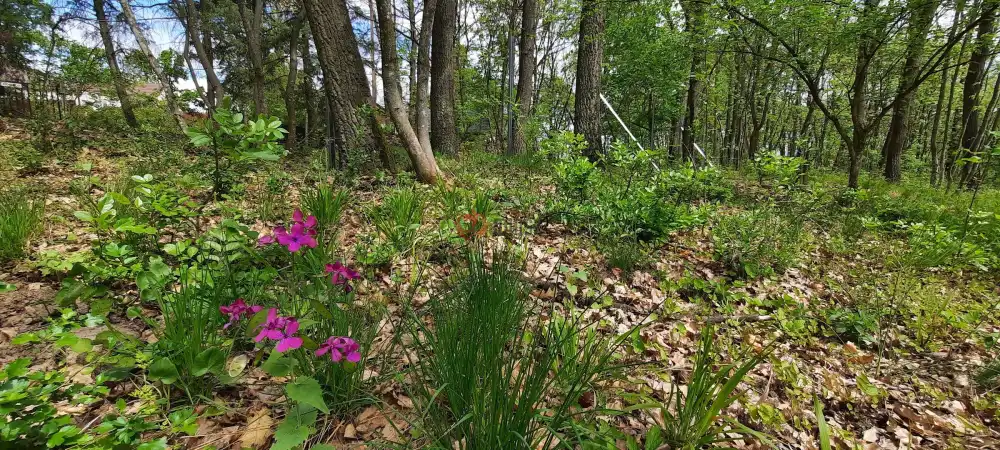 Pest megye - Kismaros