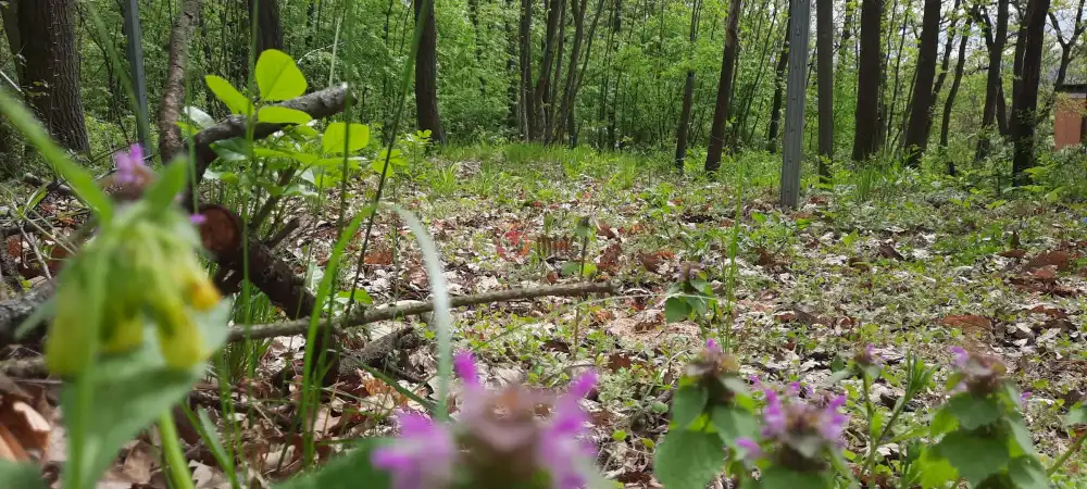 Pest megye - Kismaros