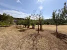 Pest megye - Kosd