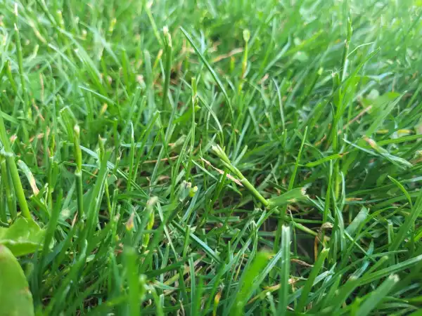 Eladó Építési telek, Vác 1200 m² 20.8 M Ft