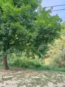 Pest megye - Zebegény