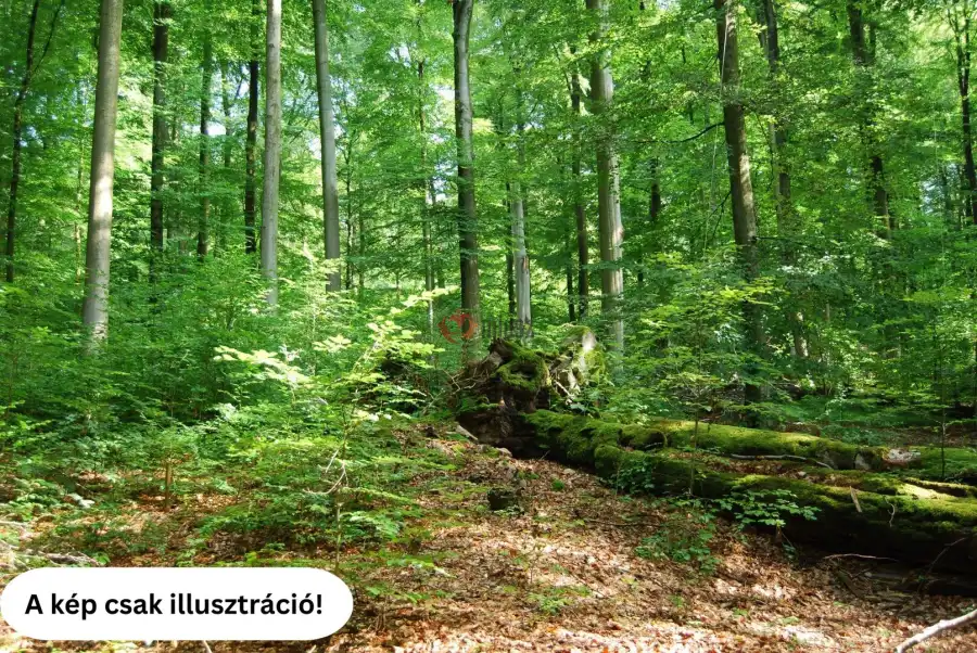 eladó  Erdő, Délegyháza