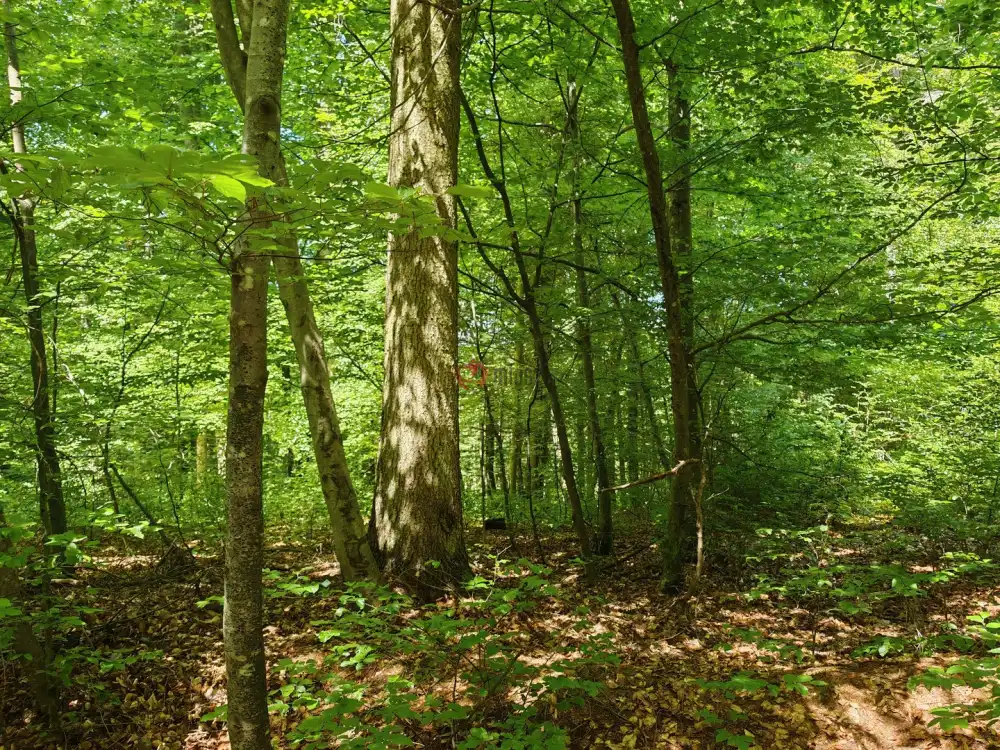 Vas megye - Felsőszölnök
