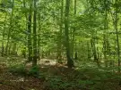 Vas megye - Felsőszölnök