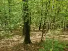 Vas megye - Felsőszölnök
