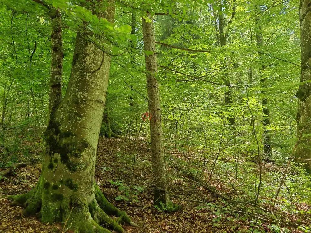 Vas megye - Felsőszölnök