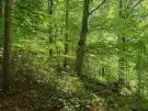 Vas megye - Felsőszölnök