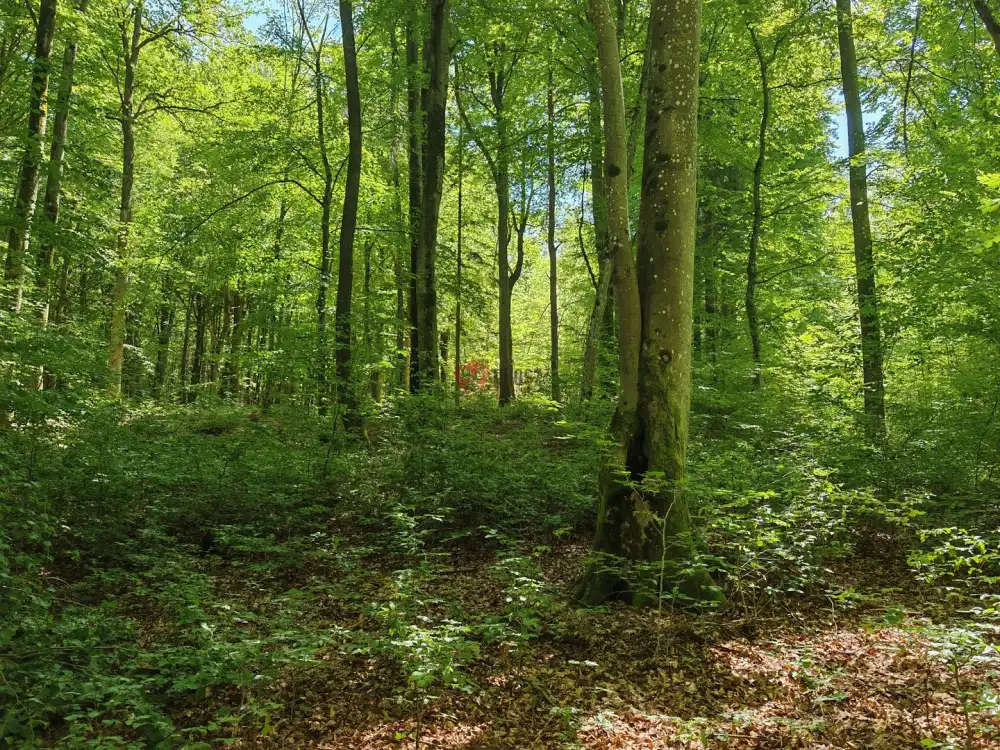 Vas megye - Felsőszölnök