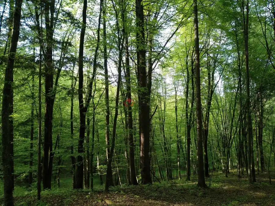 eladó  Erdő, Kétvölgy