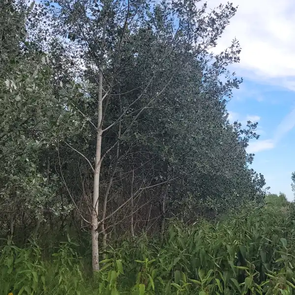 Eladó Erdő, Mikebuda 48078 m² 9.5 M Ft