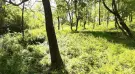 Pest megye - Verőce
