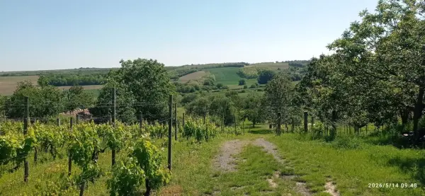 Eladó Gyümölcsös, Mohács 12000 m² 10.65 M Ft