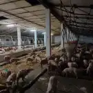 Békés megye - Békés