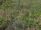 Pest megye - Cegléd