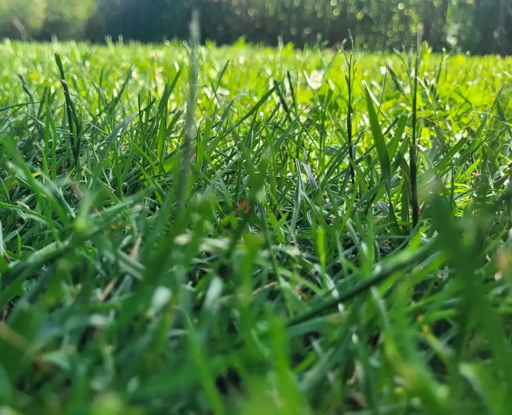 Pest megye - Rád