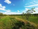 Pest megye - Sződ