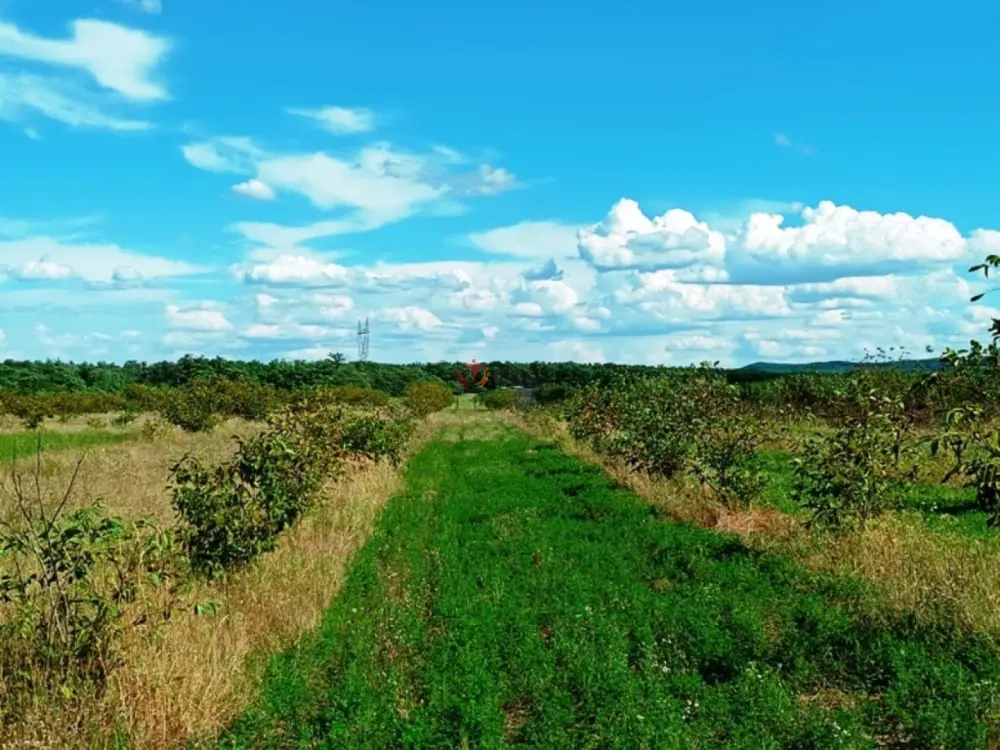 Pest megye - Sződ