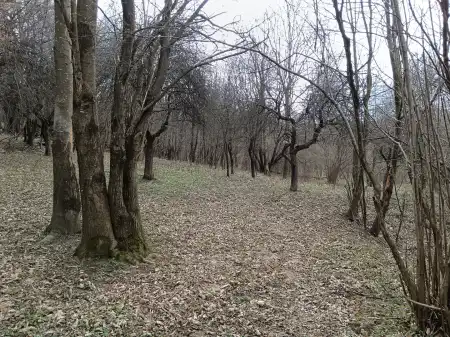 eladó mezőgazdasági ingatlan, Pusztamagyaród