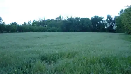 eladó mezőgazdasági ingatlan, Zsombó