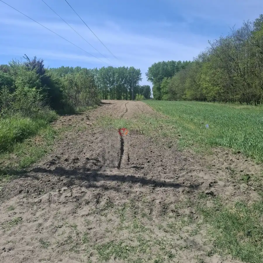 eladó  Szántó, Albertirsa