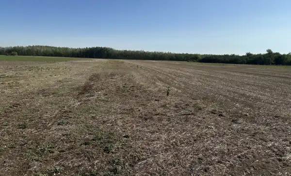 Eladó Szántó, Kistelek 38211 m² 7.6 M Ft