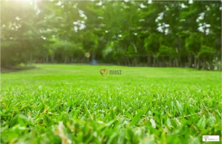 eladó  Szántó, Ráckeve