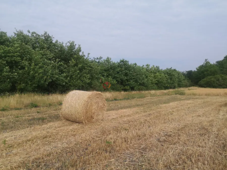 eladó  Szántó, Tótkomlós