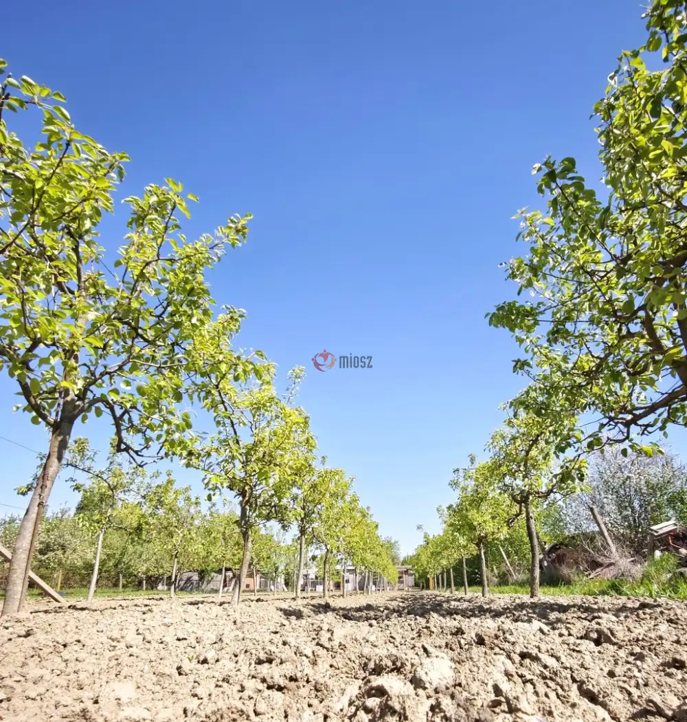 Csongrád megye - Szeged