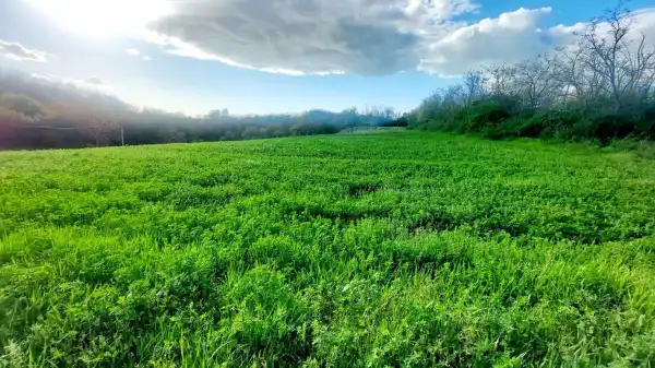 Eladó Szőlős, Balatonendréd 3704 m² 8.5 M Ft