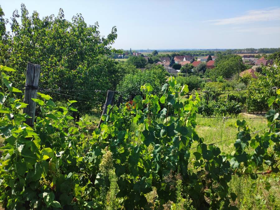 eladó  Szőlős, Mohács