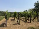 Zala megye - Nagykanizsa