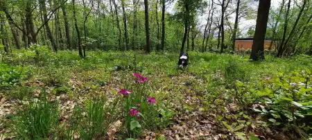 eladó telek, Kismaros