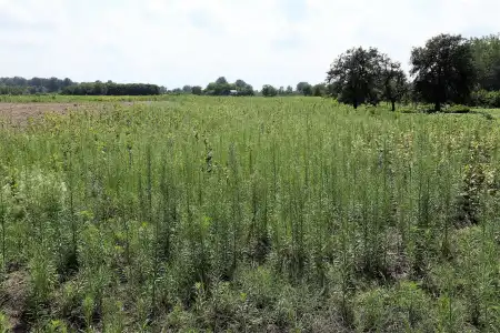 eladó telek, Zsombó